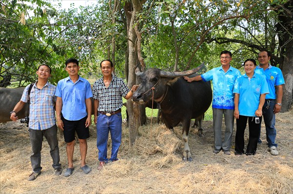 Ферма по разведению буйволов, Утхайтхани, Таиланд (5)